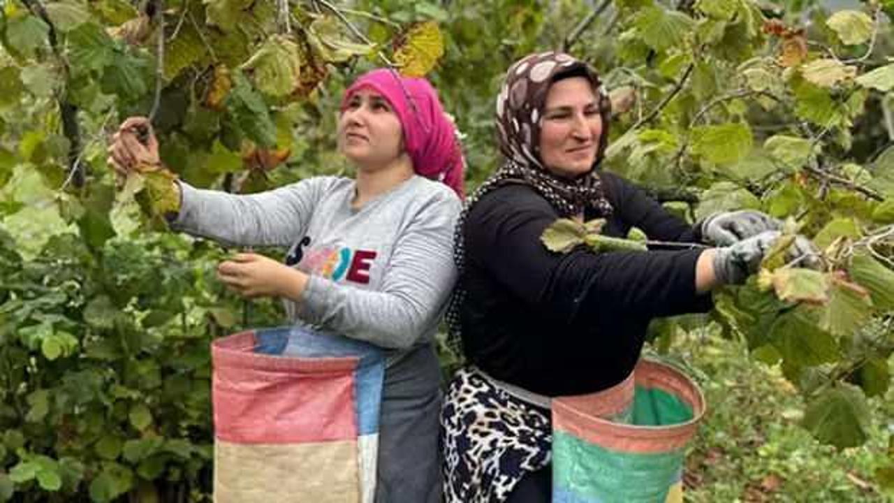 Ordu'da üreticilerin Fındık hasadı başladı!