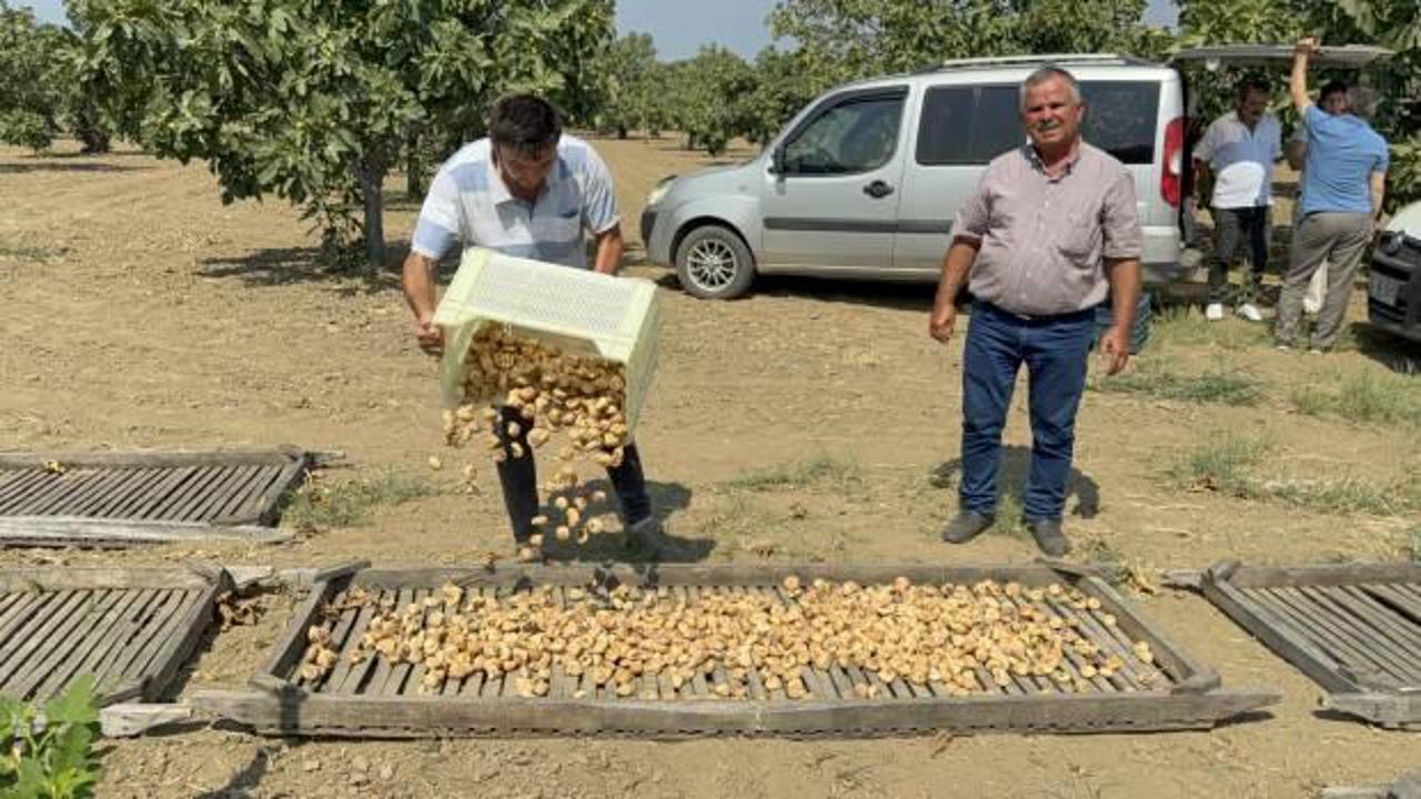 Sezonun ilk kuru incirinin kilosu 400 liradan satıldı