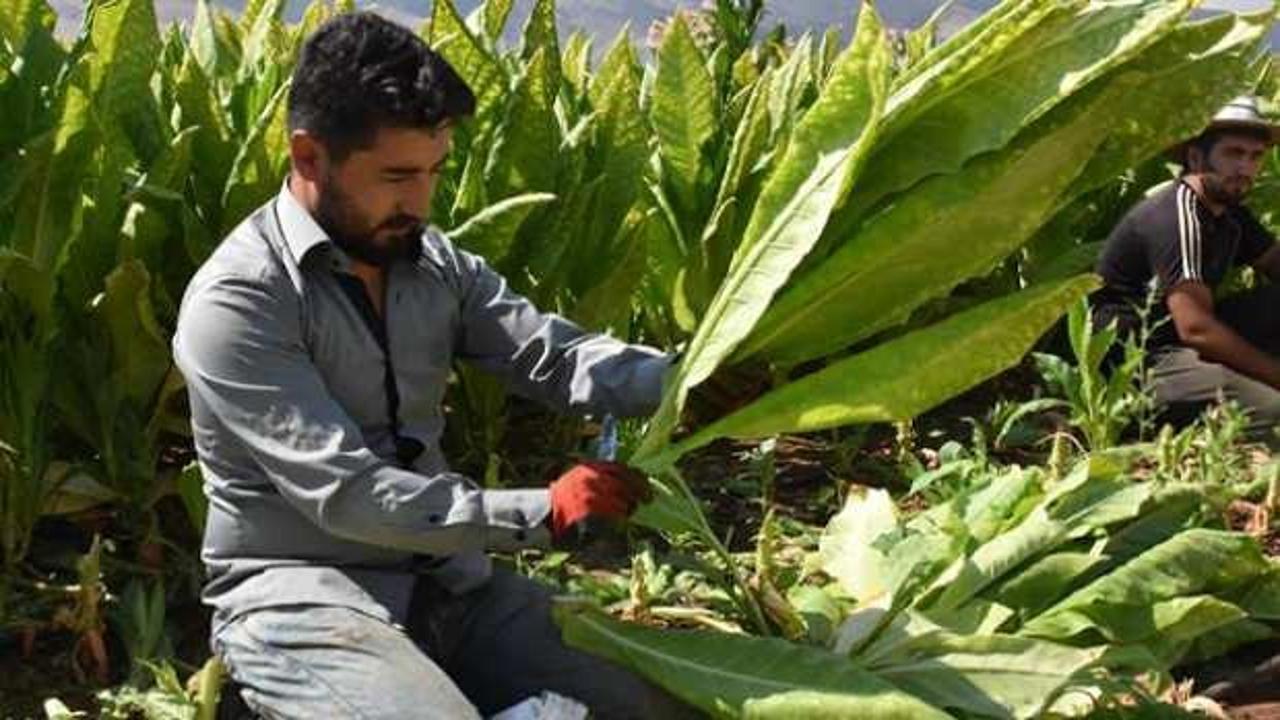 Tütün üretim ve ticaretinde yeni dönem başlıyor: Ürün izleme sistemi geliyor!