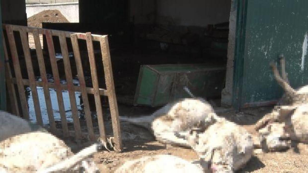 Ankara'da sel faciası: 25 küçükbaş hayvan telef oldu