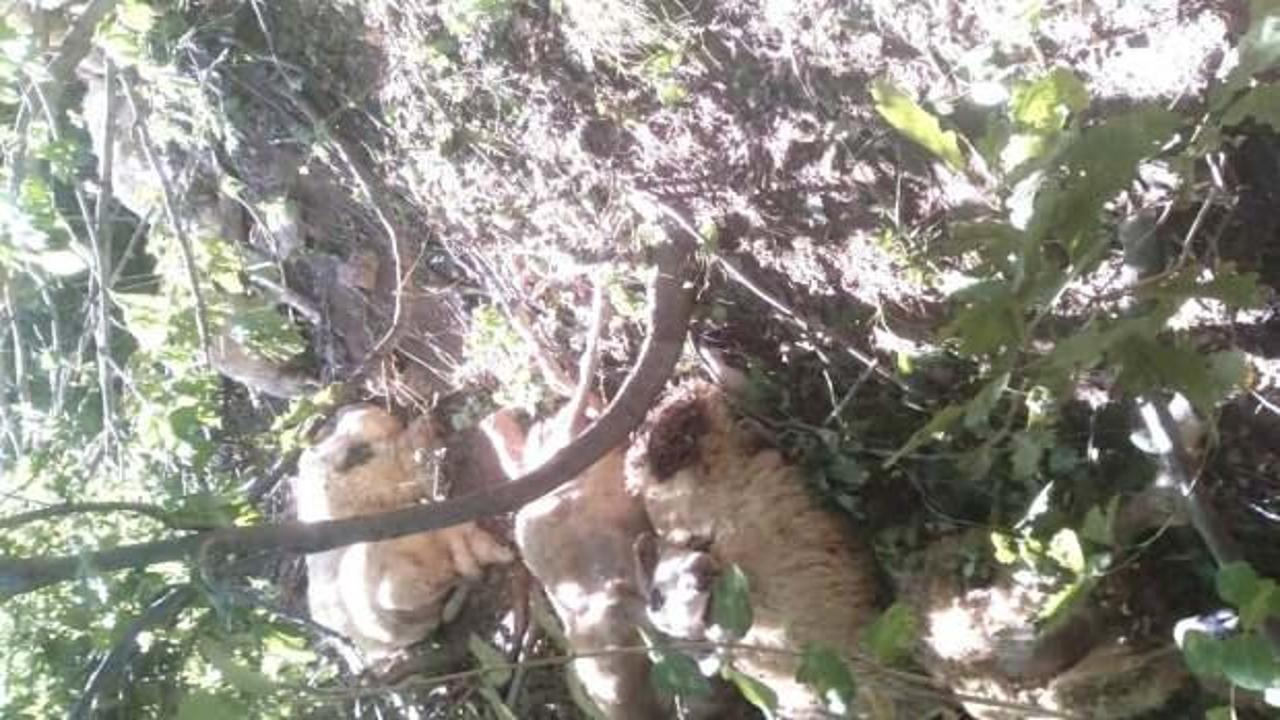 Tunceli’de kurt saldırısı! 30 koyun izdihamda telef oldu