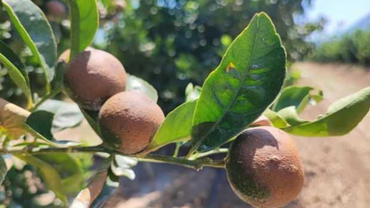 95 yılın sıcaklık rekoru kırıldı! Tarlada ürünlerde yanık oluştu