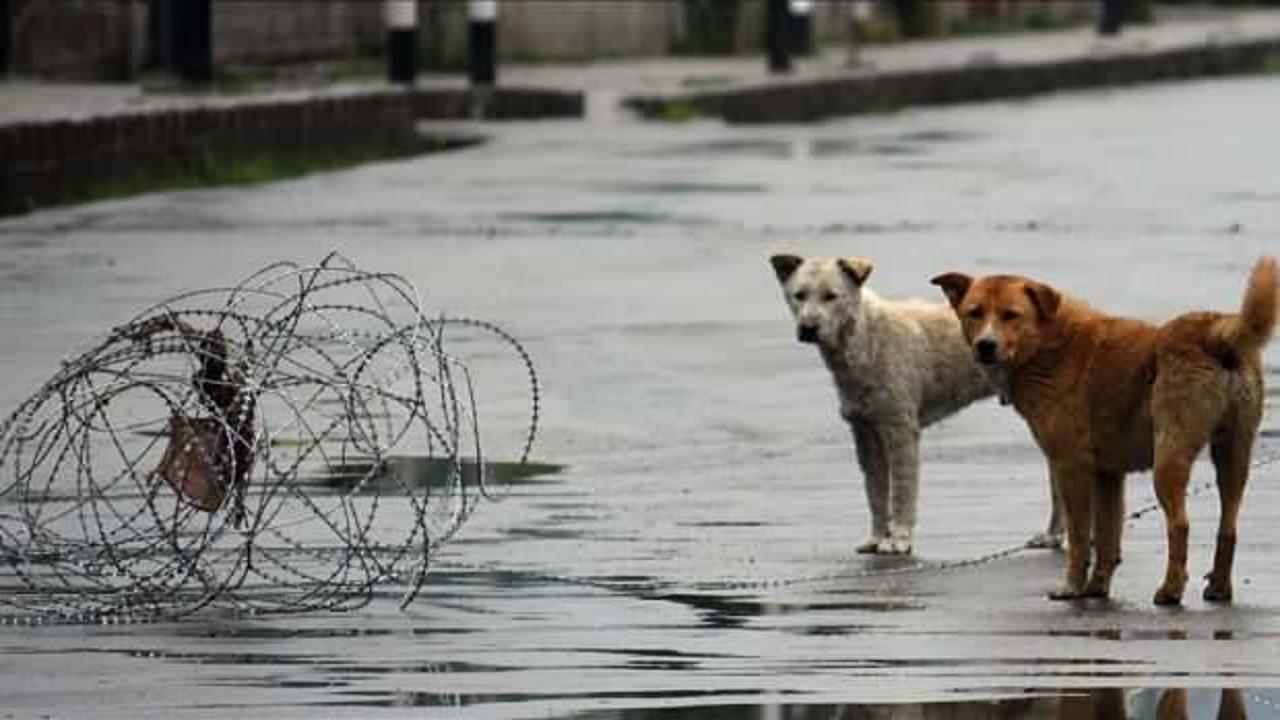 Hindistan'da başkent için yeni talimat...Sahipsiz köpekler barınaklara!