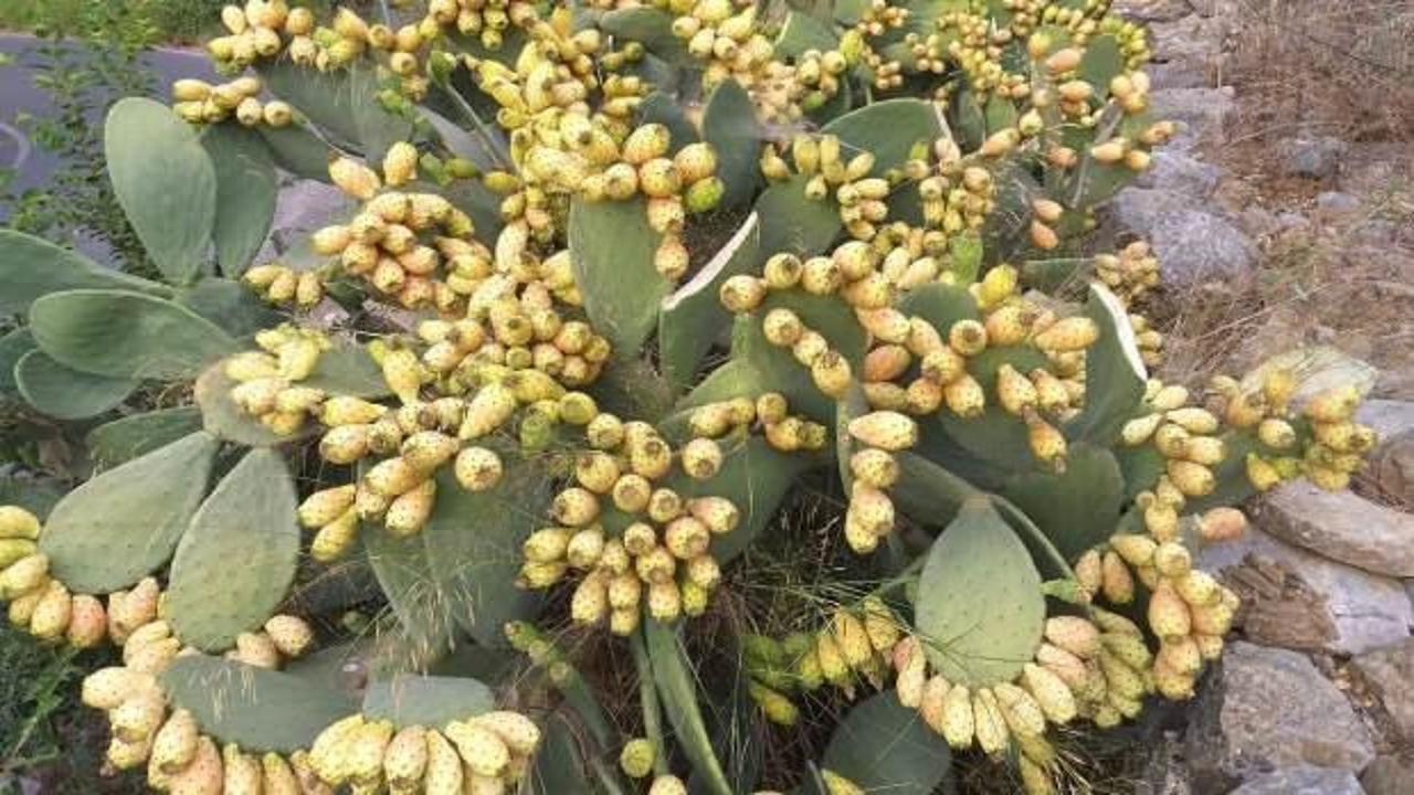 Bu meyveyi çok tüketen hastanelik oldu! Uzmanlar uyardı