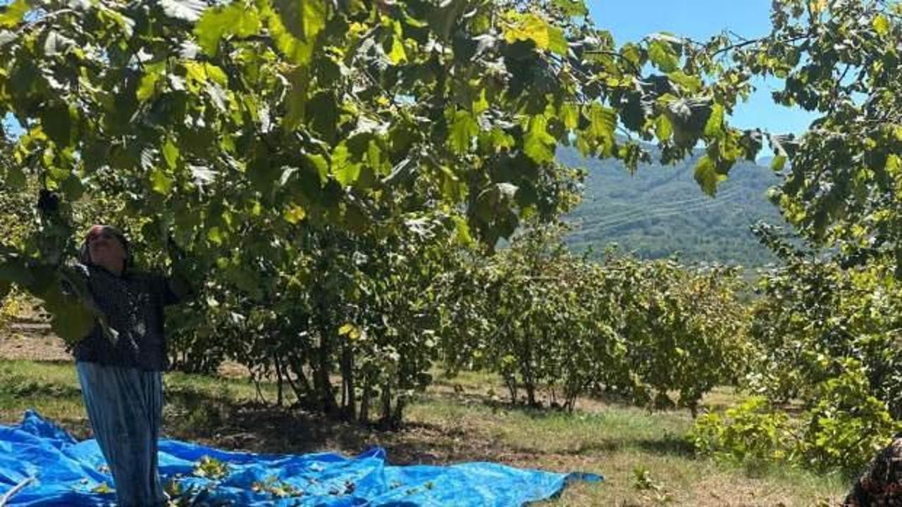 Fındık hasadı başladı, tırpan ücretleri rekor kırdı