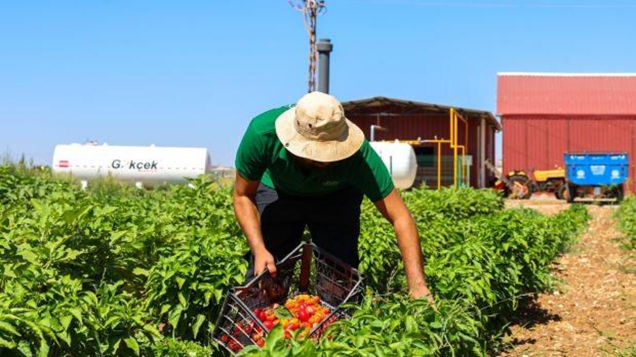 Gaziantep Büyükşehir, ata tohumuna sahip çıkıyor