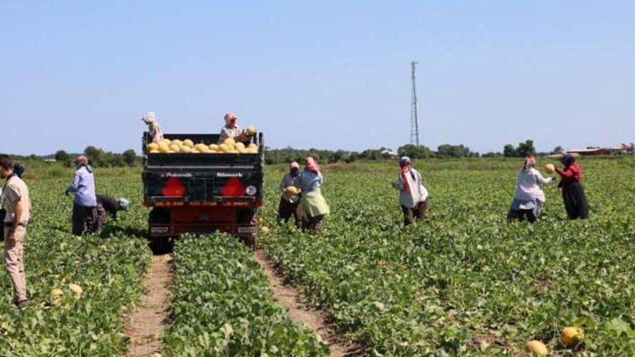 Karpuz tarlada 2, markette 8,5 TL