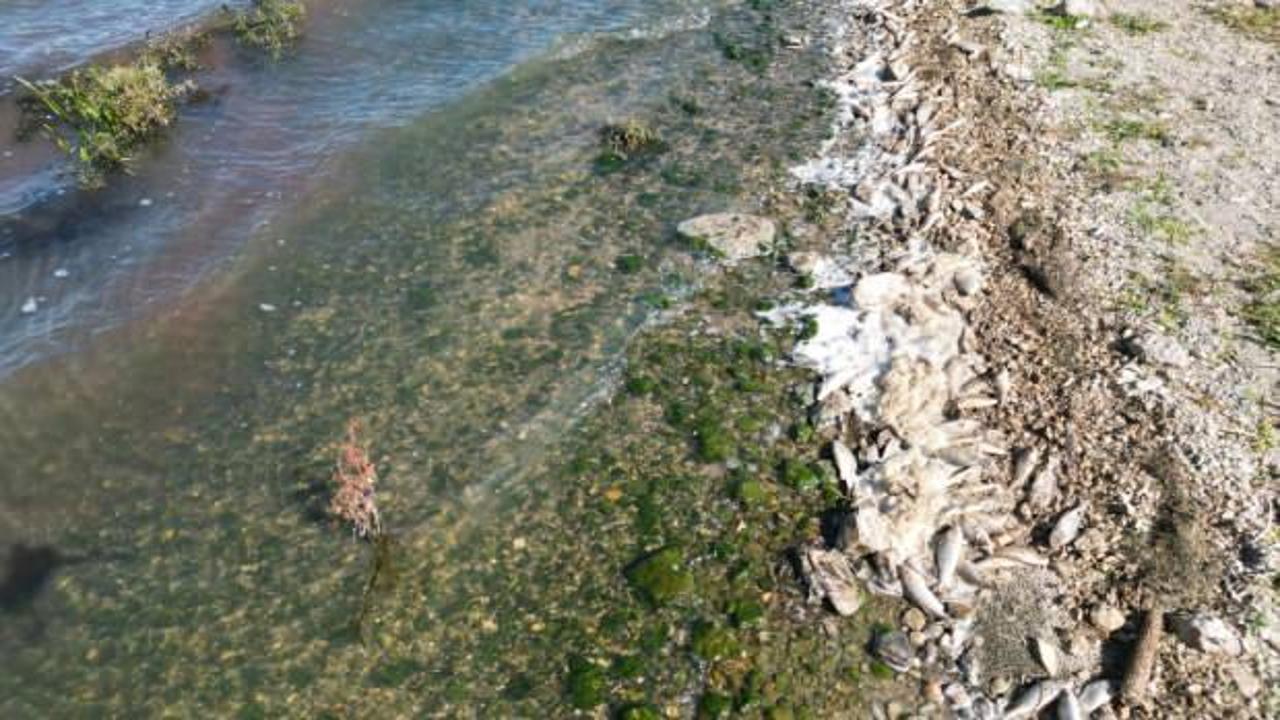 Seyitler Barajı’nda yüzlerce ölü balık görüntülendi