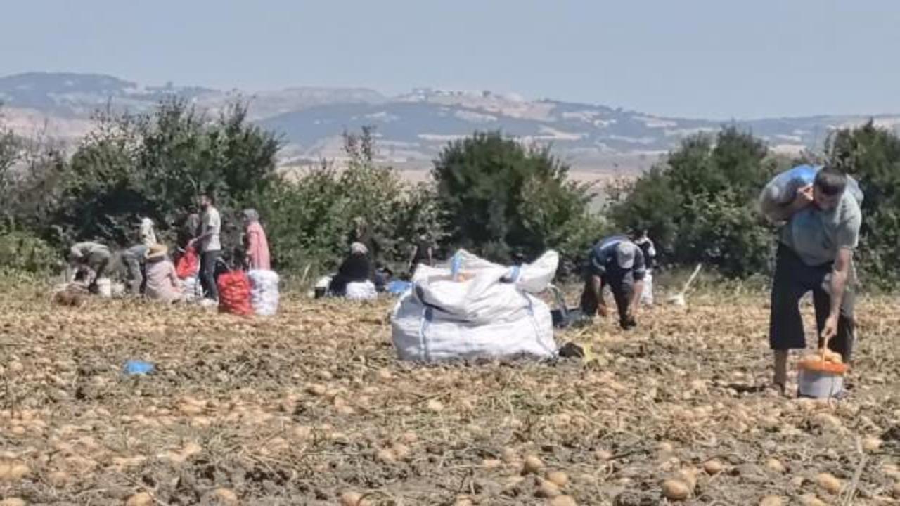 Tarlasındaki &uuml;r&uuml;nleri &uuml;cretsiz dağıttı