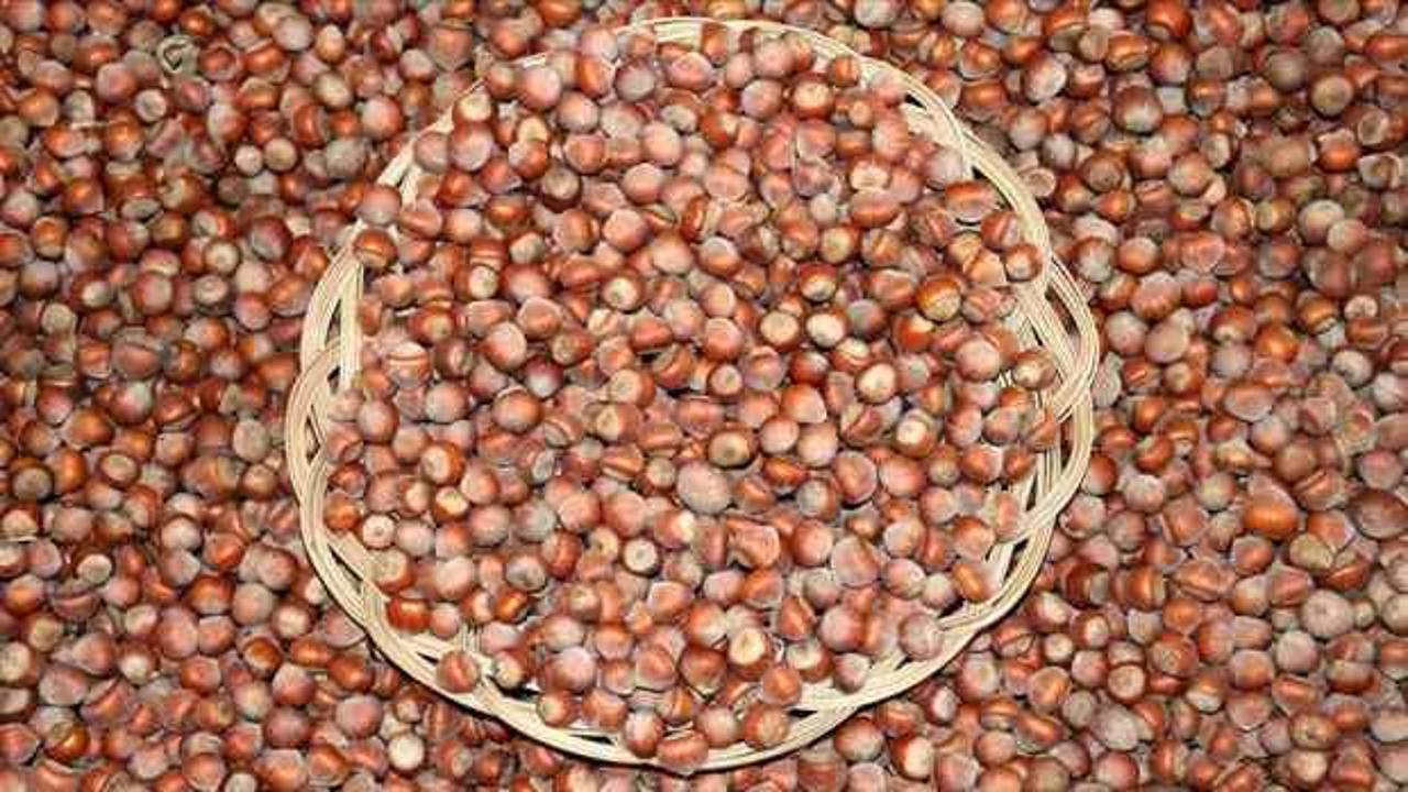 Ticaret borsalarında 11 ayda 637 bin tonu aşkın fındık işlem gördü