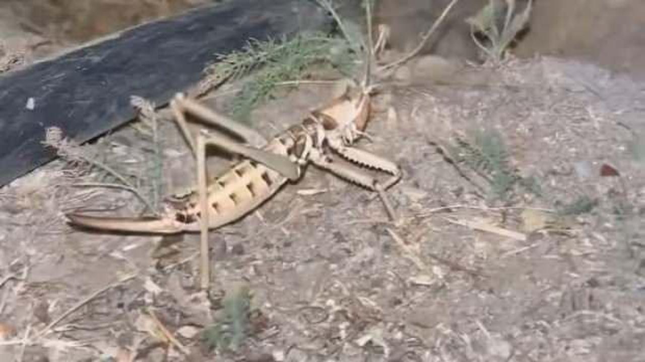 Devası büyüklükte! Elazığ'da görüntülendi: Tam bir çiftçi dostu...