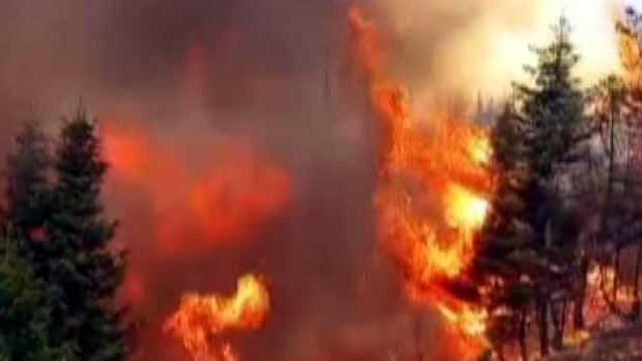 Arıları sakinleştirmek isterken 80 hektar ormanı yaktı