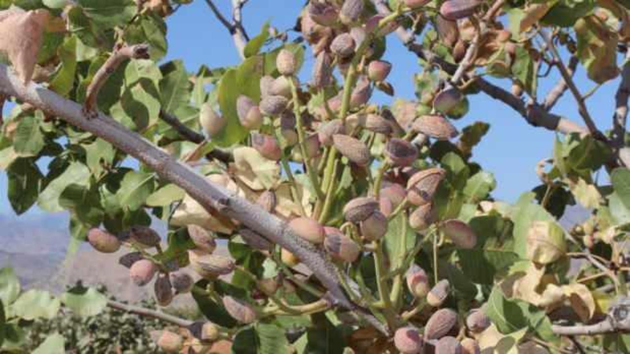 Aşırı sıcaklar fıstığı vurdu: Rekoltede y&uuml;zde 80 kayıp bekleniyor