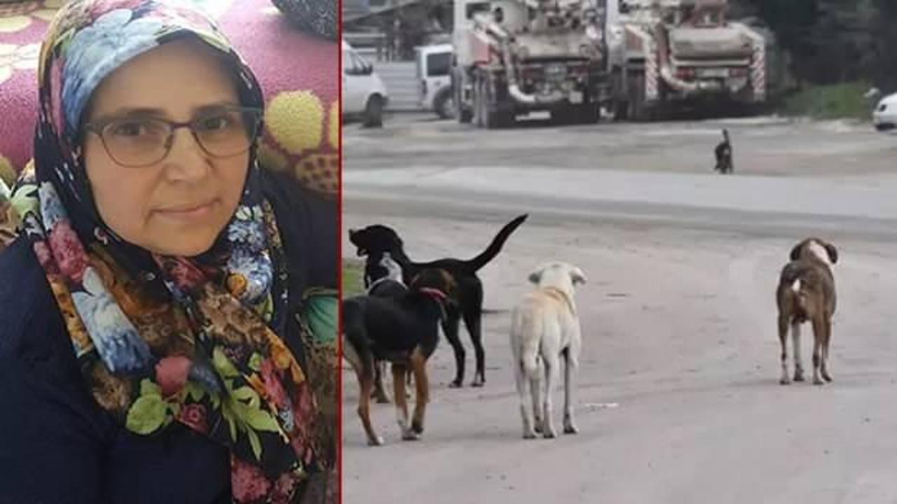 Yer: İzmir! Köpeklerden kaçarken canından oldu