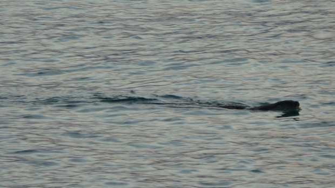 Karadeniz&rsquo;de g&ouml;r&uuml;len su samurları i&ccedil;in uzmanından a&ccedil;ıklama