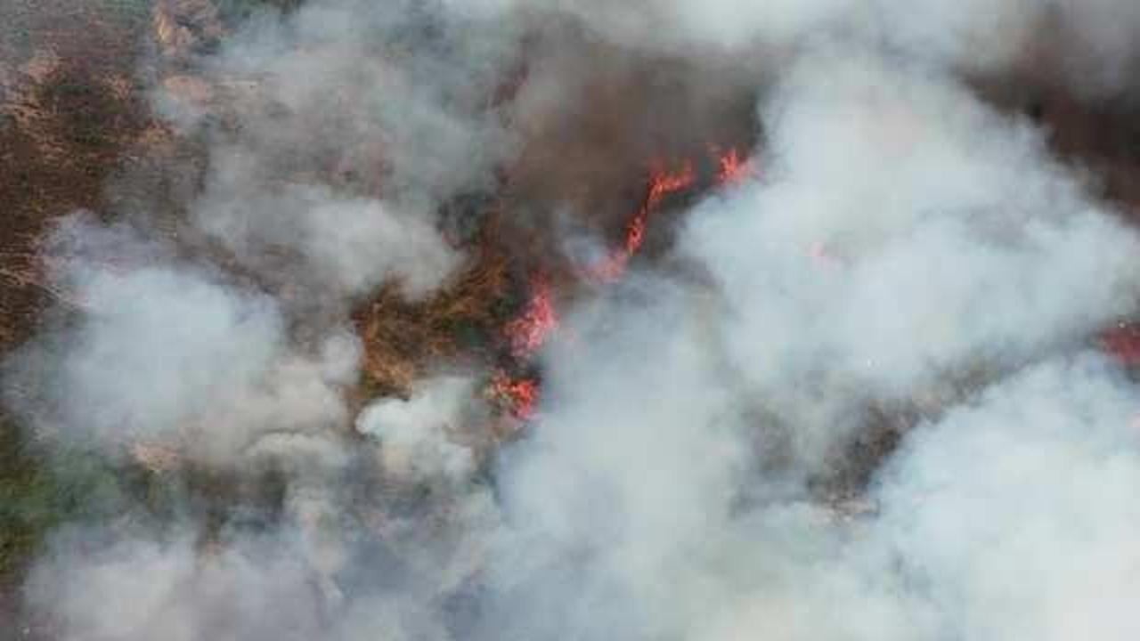 Kocaeli'de orman yangını! Alevler evlere sıçradı