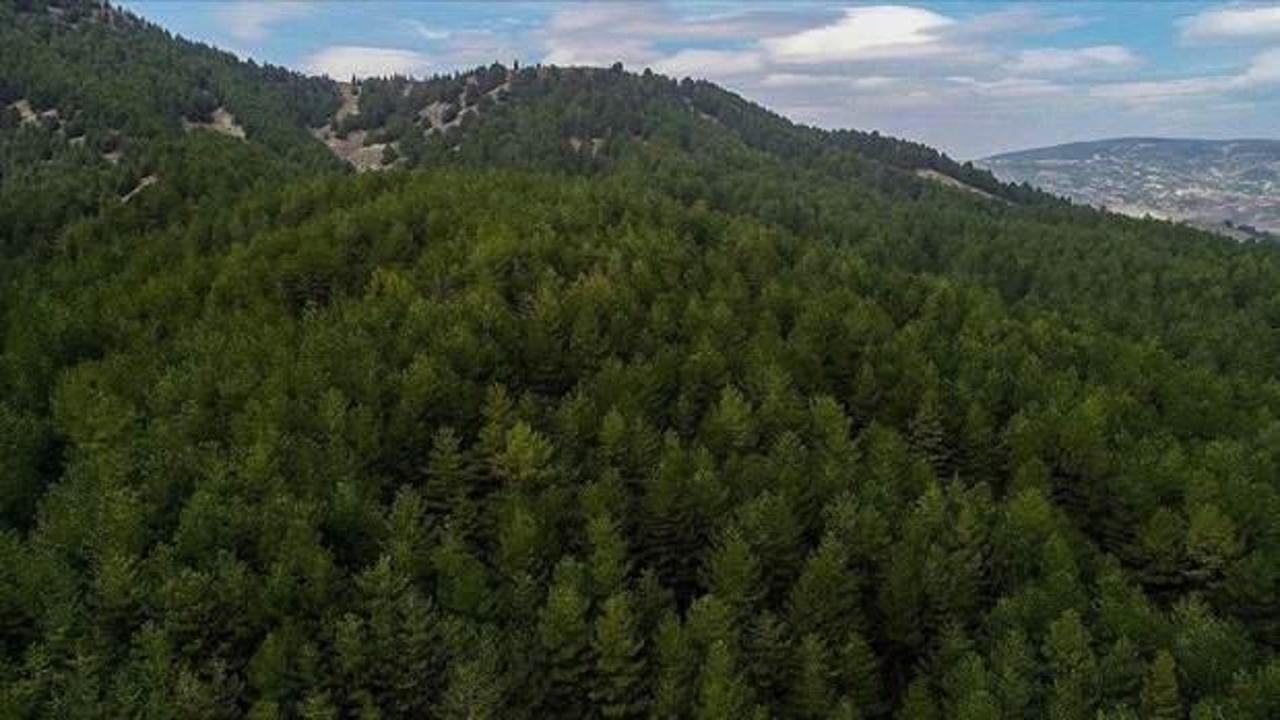 Ormanların korunması ve yönetimi için 6 ayda yaklaşık 10,9 milyar lira harcandı