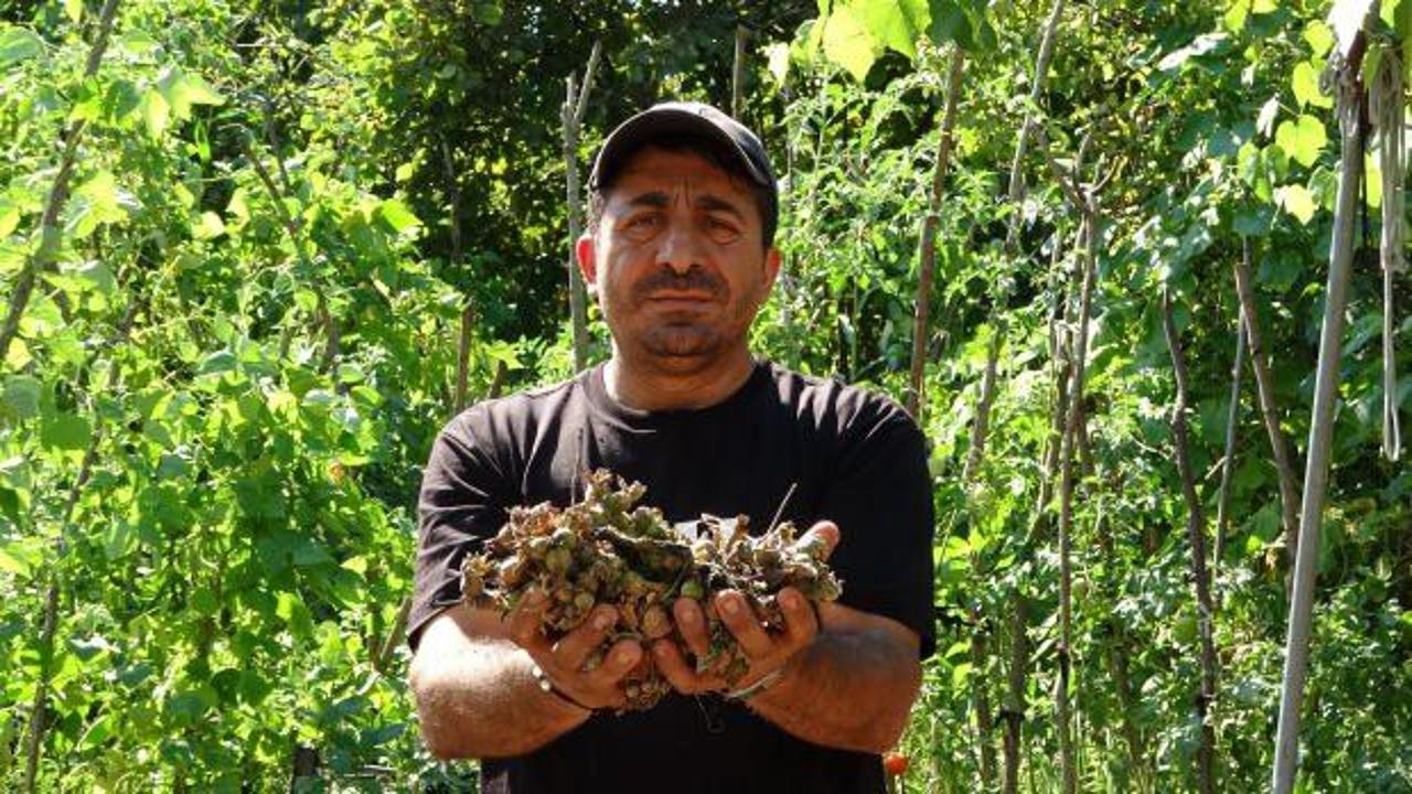 Fındığının çalındığını sandı, gerçek bambaşka çıktı 
