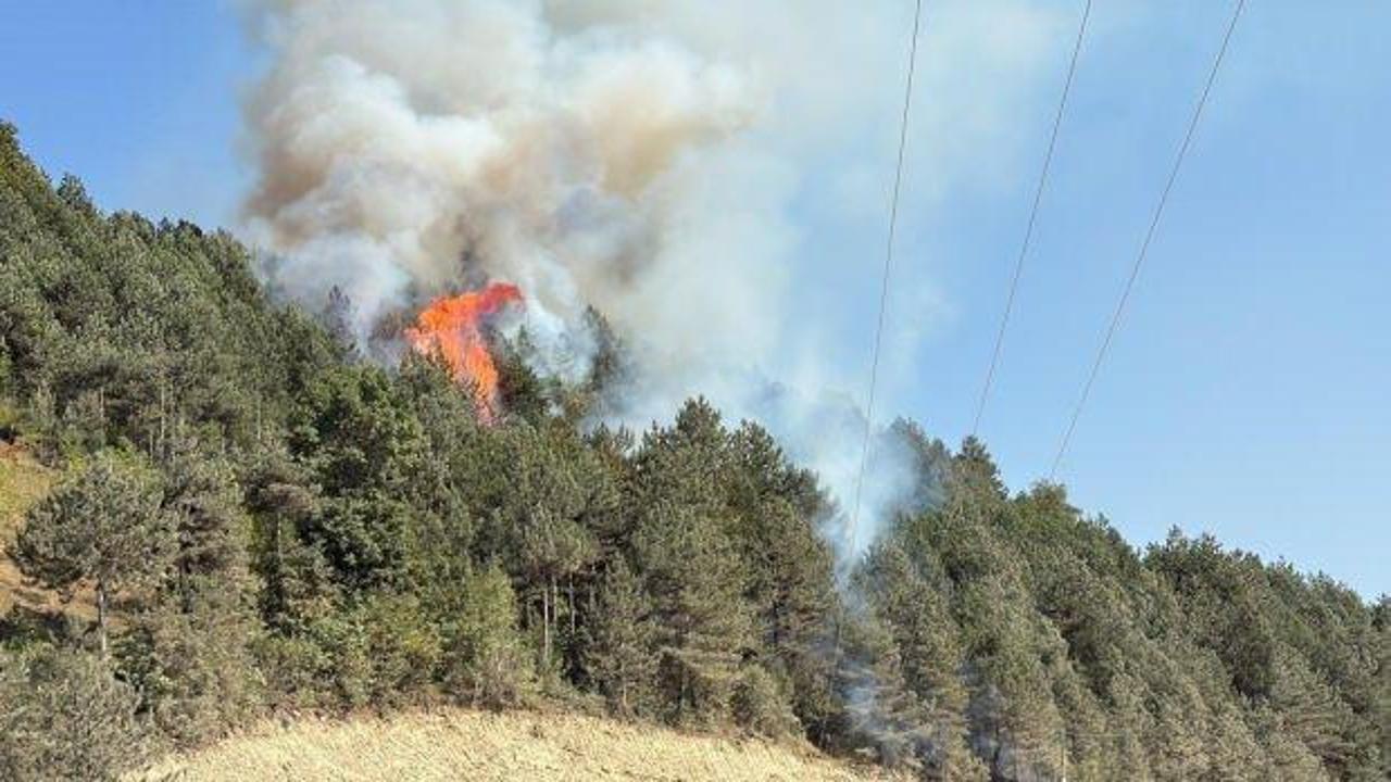 Sinop'ta orman yangını!