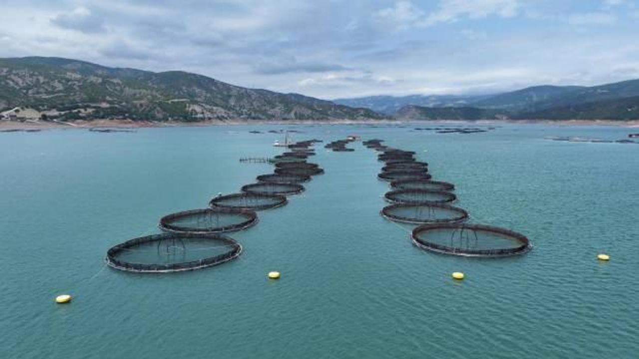 Tokat'tan 29 ülkeye balık ihraç edildi!