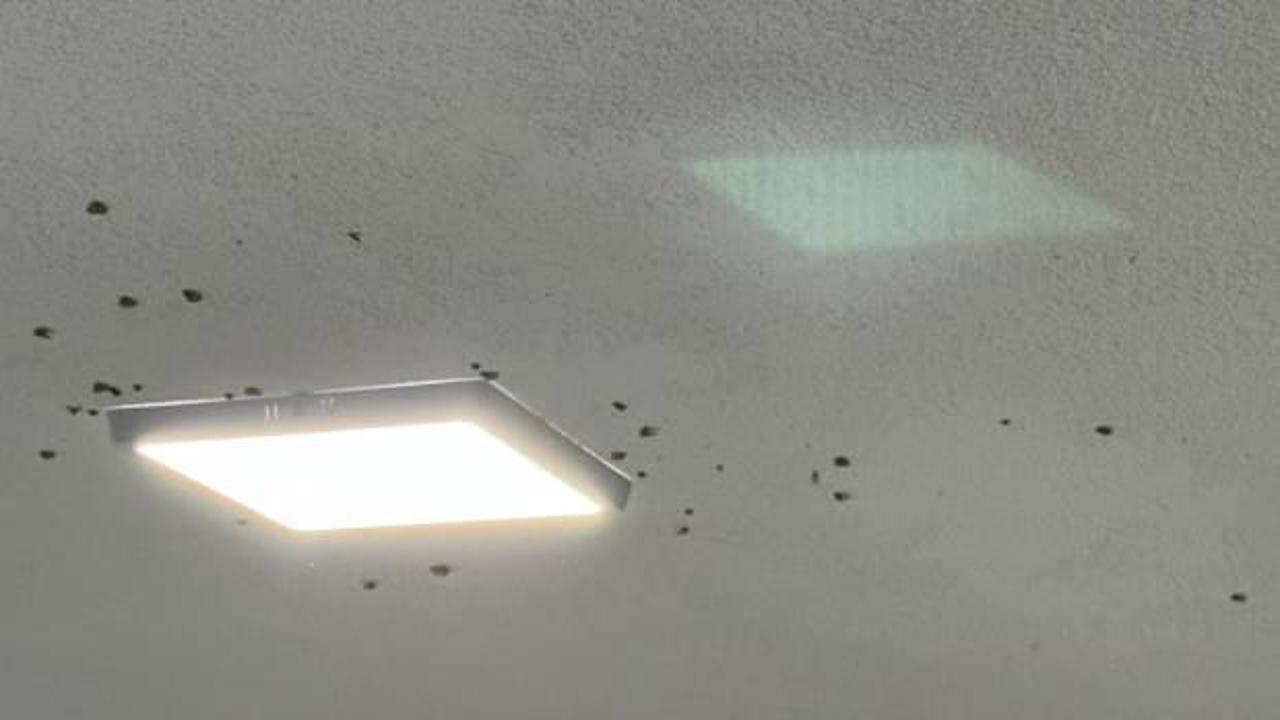 Vatandaşın başı bu böcekle belada! Bahçeden sonra, evleri istila ettiler