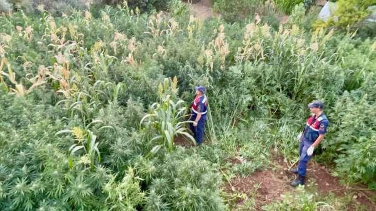 Muğla'da şoke eden olay: Mısır tarlası zehir tarlası çıktı!