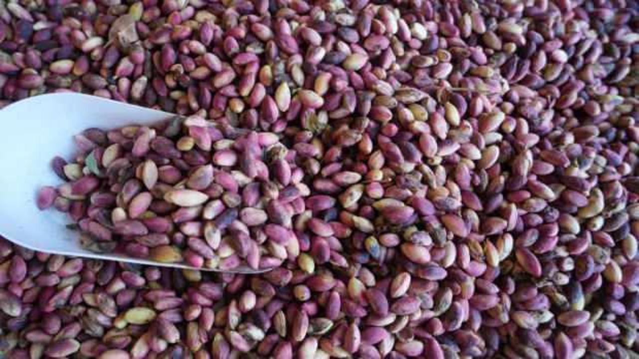 Antep fıstığı tezgahlarda yerini aldı: Kilosu 500 TL!