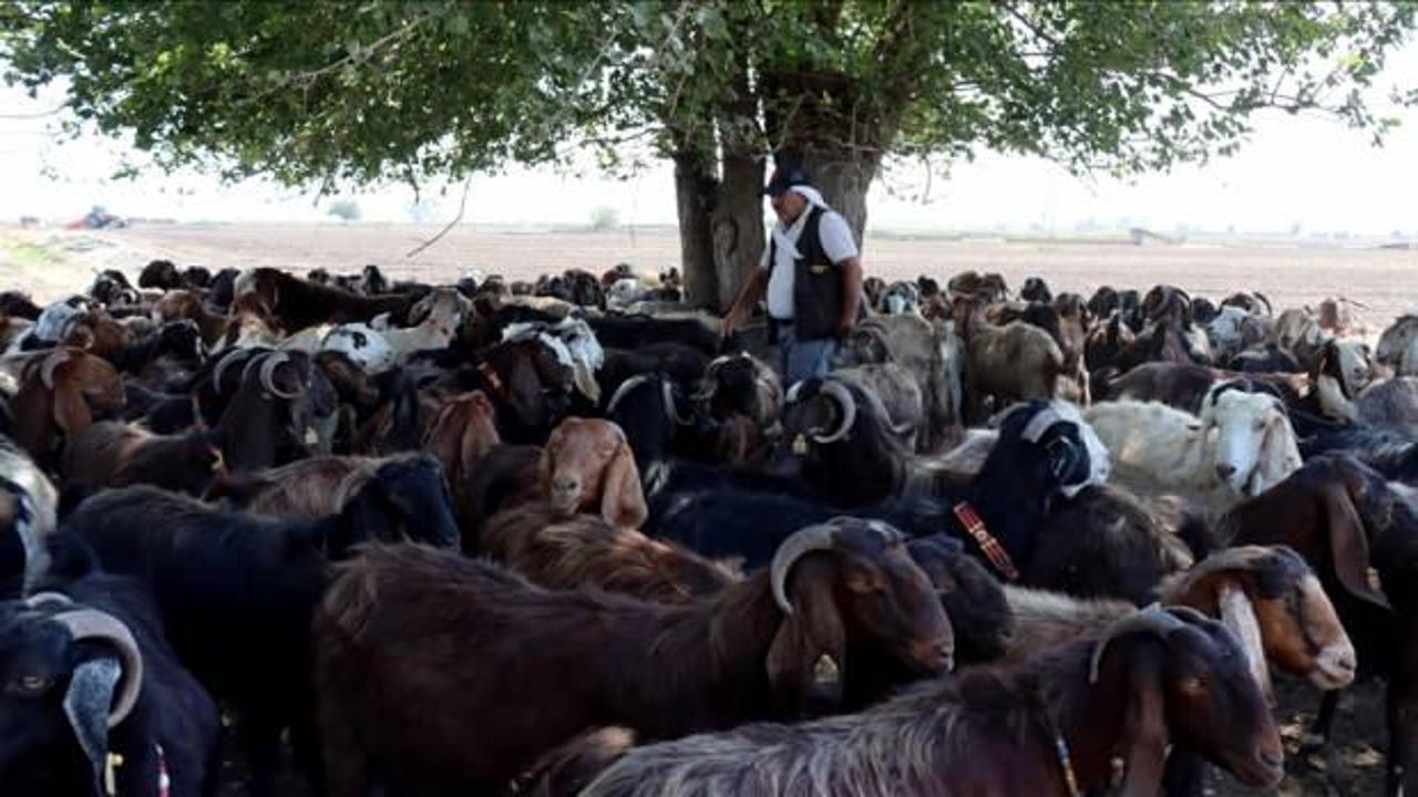 Depremde hayvanları telef olan besici devlet desteğiyle s&uuml;r&uuml;s&uuml;n&uuml; b&uuml;y&uuml;tt&uuml;