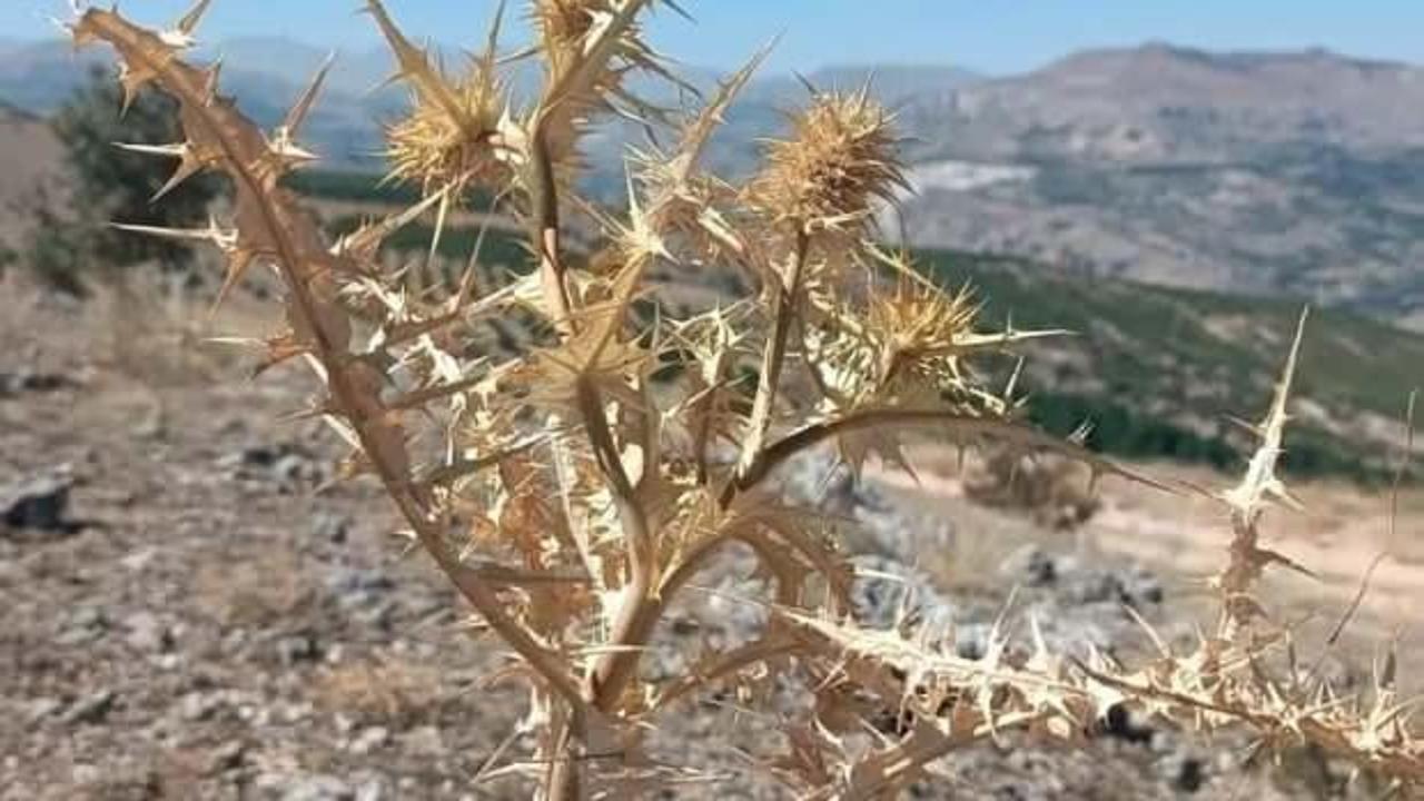 Doğadan gelen servet! Kilosu altınla yarışıyor