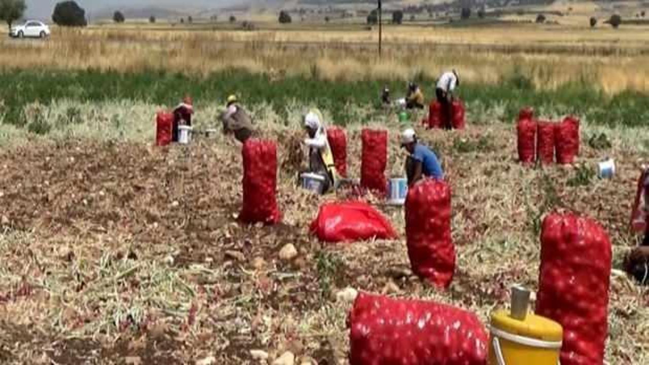 Hasadı yapıldı, tarlada 3 TL'ye tezgahta 15 TL'ye satılıyor!