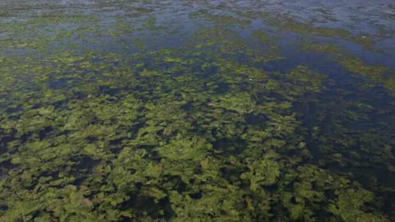İzmir K&ouml;rfezi'nde kirlilik alarmı! Uzmanlardan 'kısır d&ouml;ng&uuml;' uyarısı