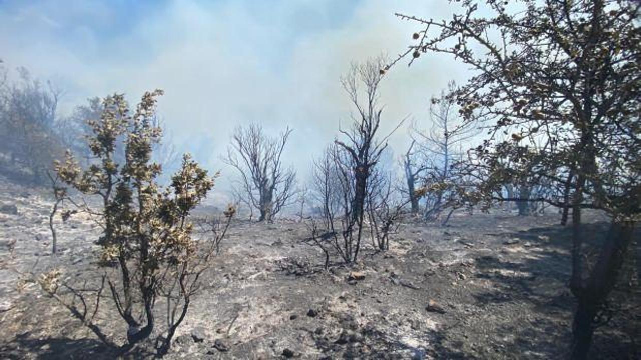 İzmir'de orman yangını! Havadan ve karadan müdahale başladı