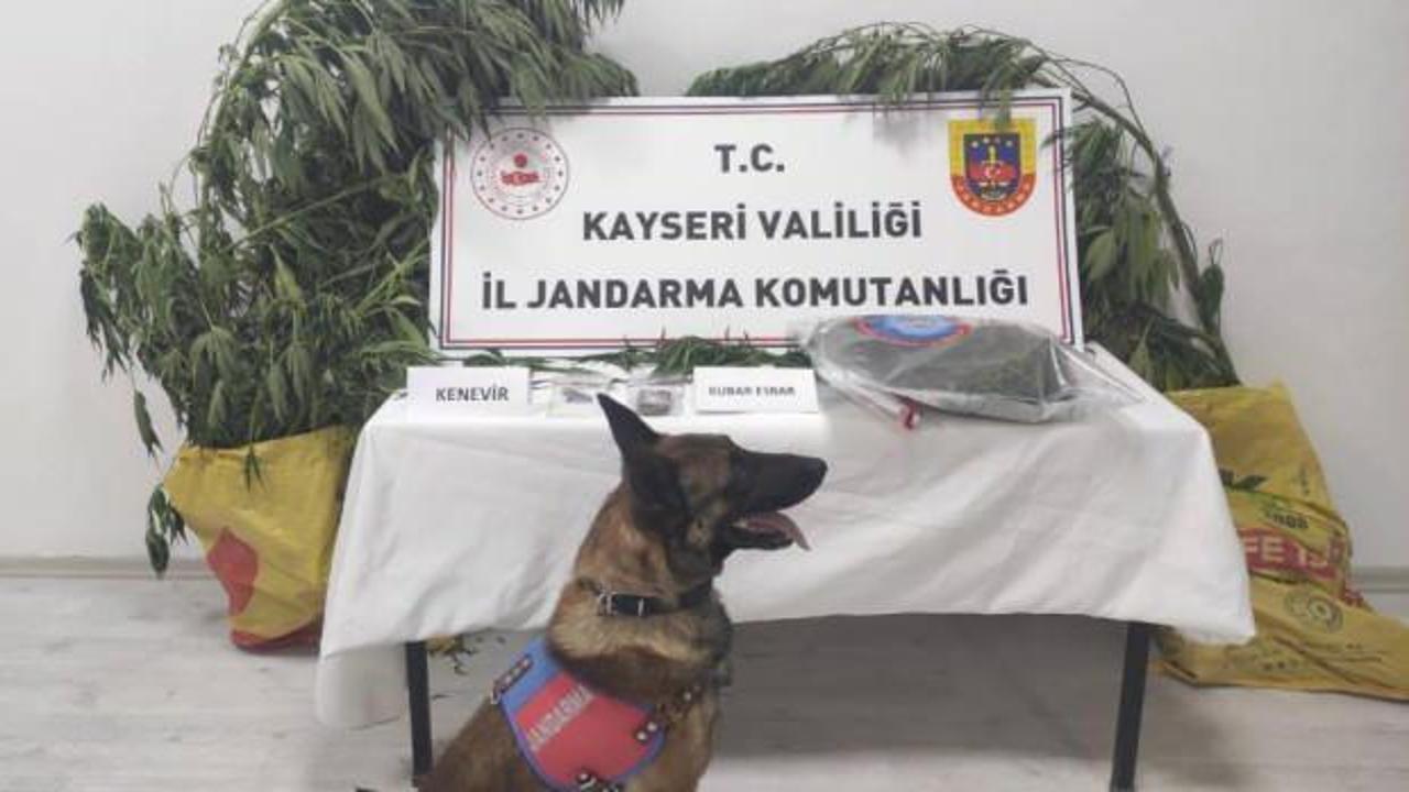 Kayseri’de 7 kök kenevir ele geçirildi: 1 gözaltı