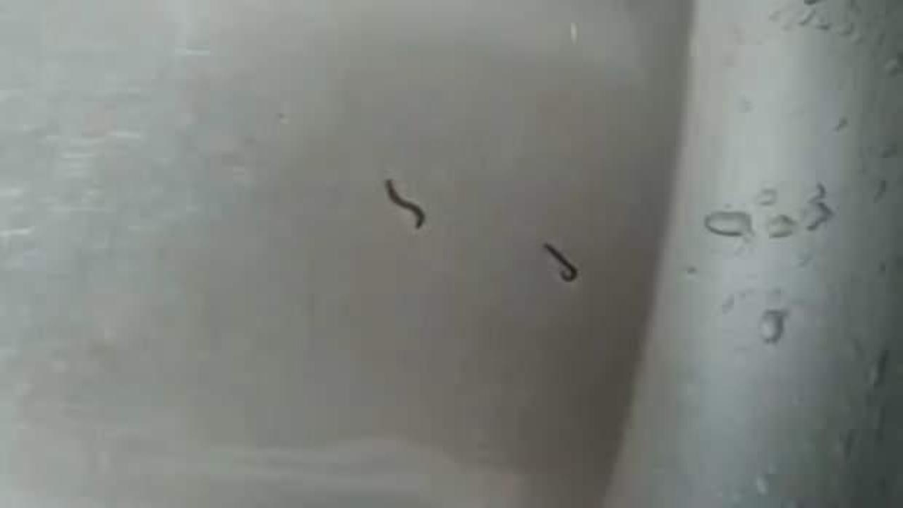 Tekirdağ'da şoke eden görüntü! İçme suyu şebekesinden kurtlar çıktı