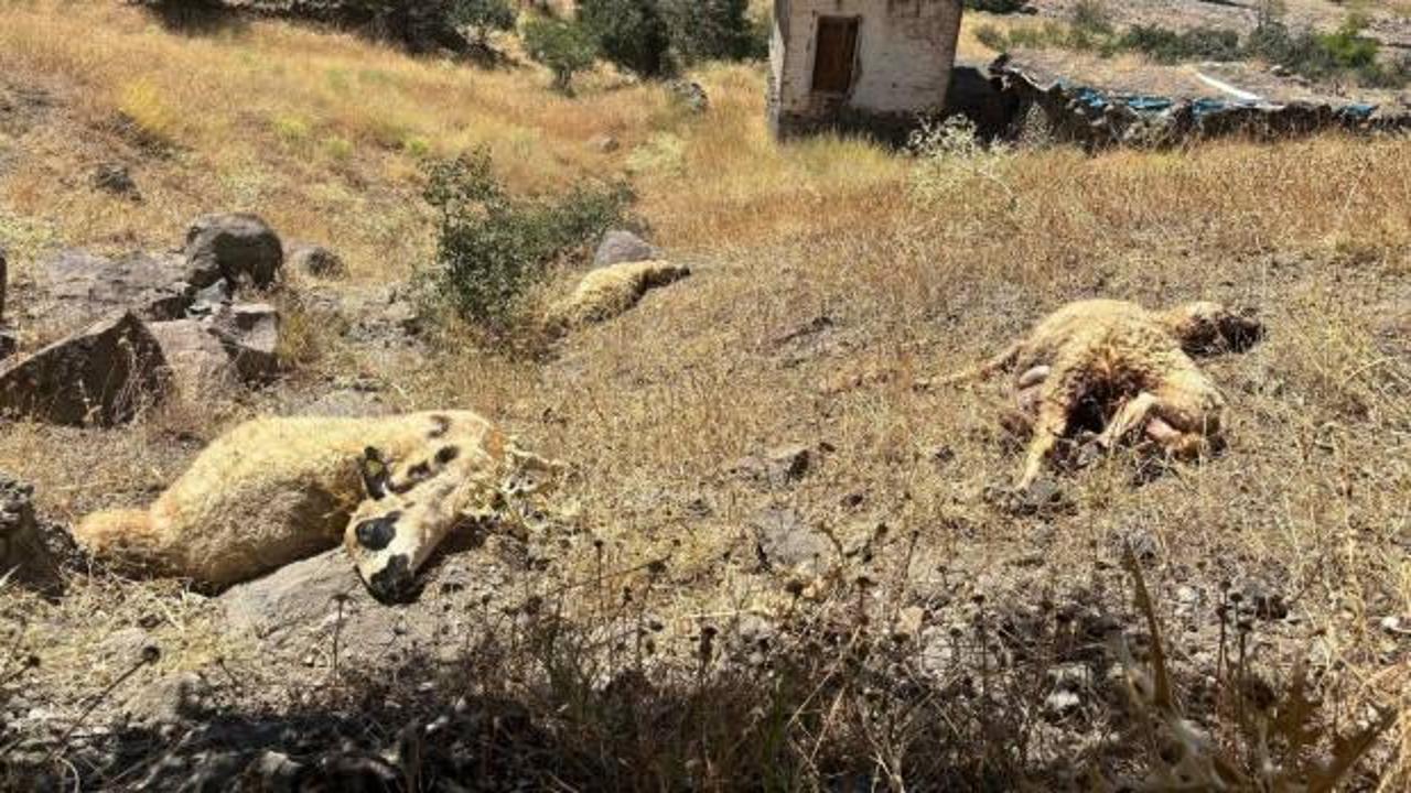 Erzincan'da kurt ve ayı dehşeti: 20 koyun telef oldu