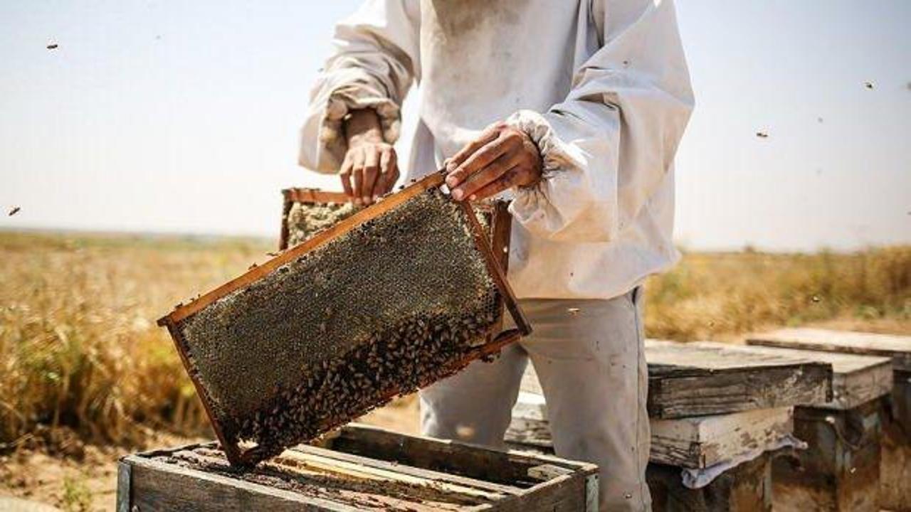 450 ton bal üretildi! Rekoltedeki artış üreticileri mutlu etti