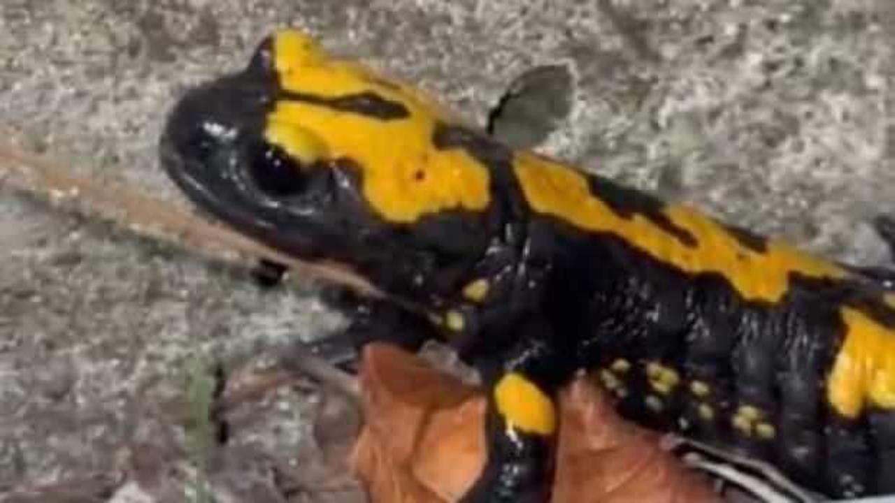 Bakanlık tarafından korunan misafir Osmaniye'de g&ouml;r&uuml;nt&uuml;lendi