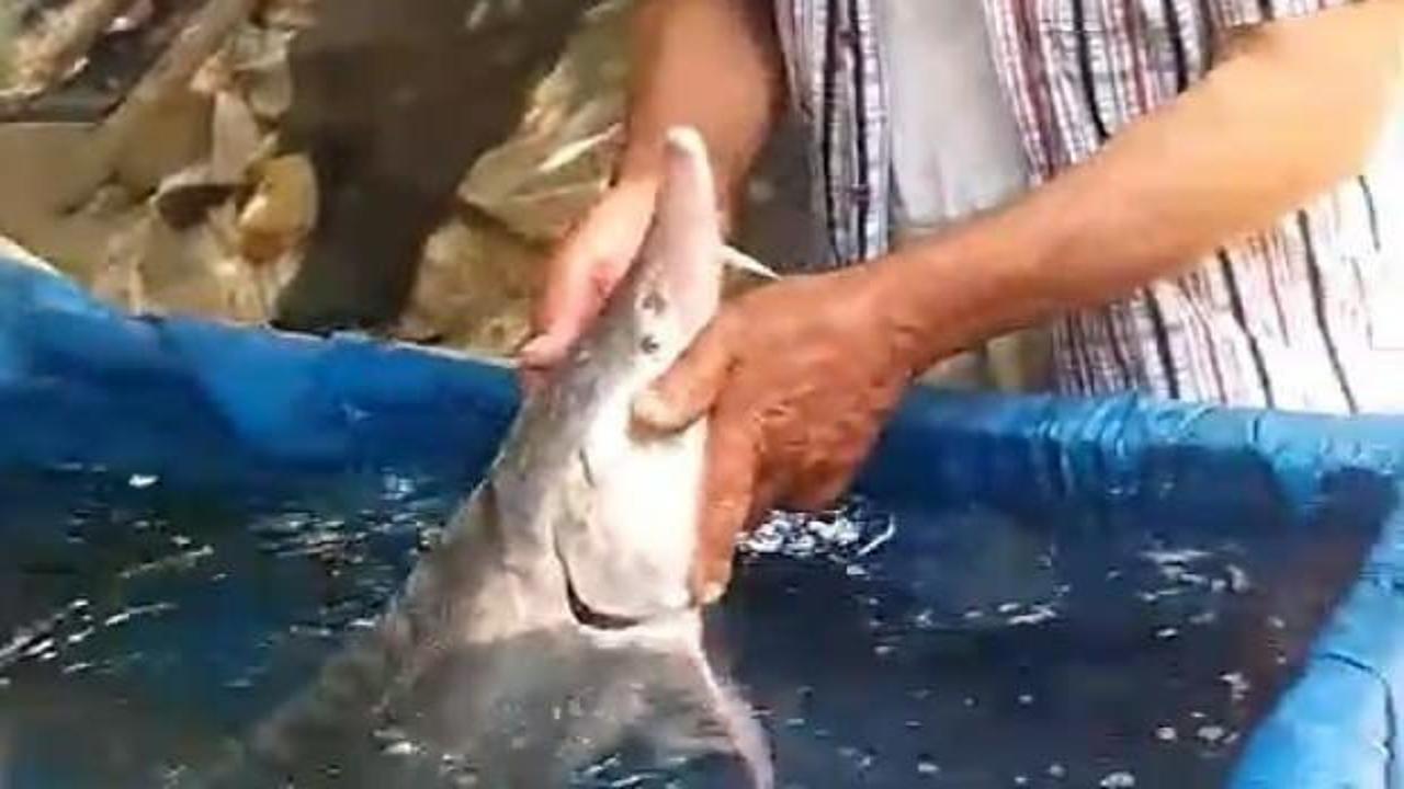 Elazığ'da oltaya takıldı! Havyarı servet değerinde: Tekrar suya bırakacağım