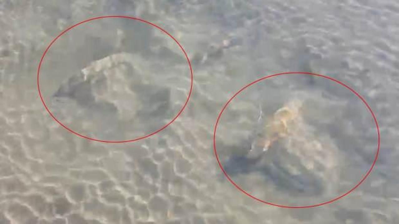 İznik Gölü'nde bulundu! Bölgede güvenlik önlemi alındı