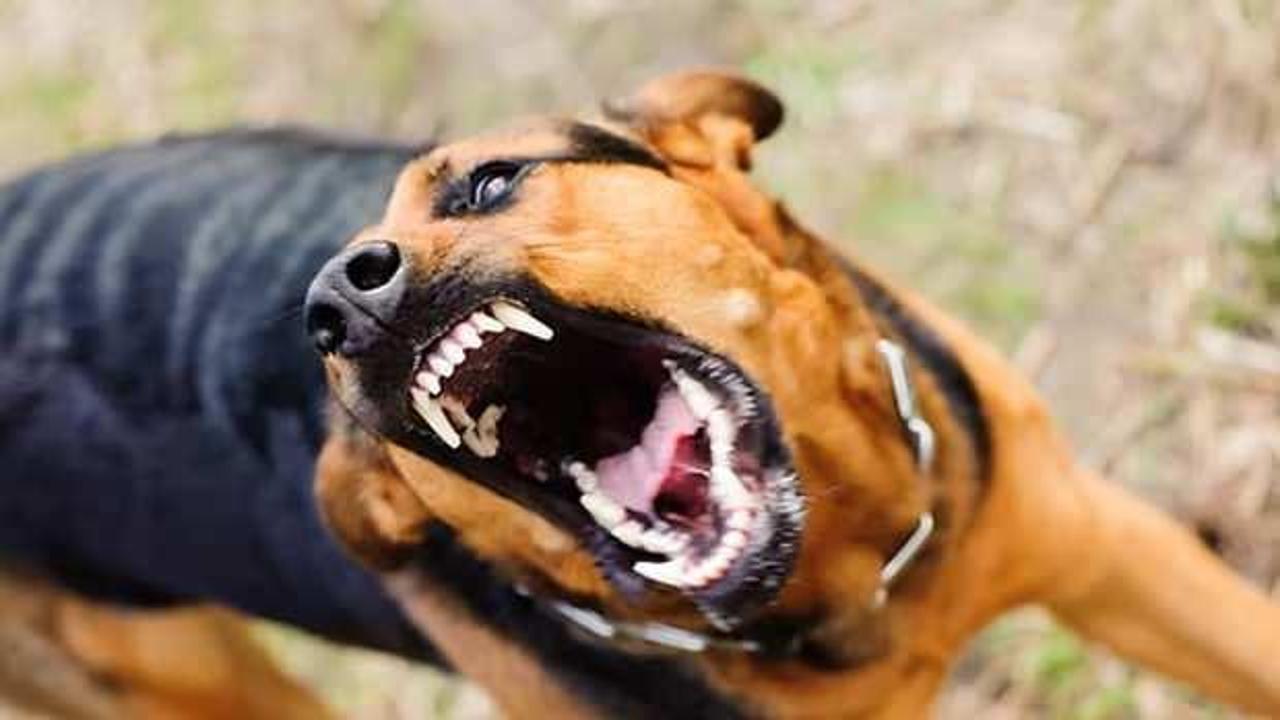 Kars'ta kuduz alarmı: Bölge karantinaya alındı