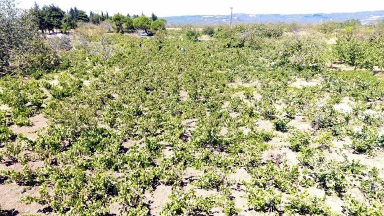 Tekirdağ'da kuraklık üzümde rekolte ve kalite kaybına neden oldu