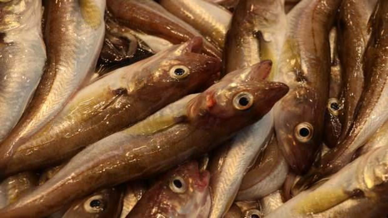 Trabzon'da balık&ccedil;ı tezgahlarını mezgit ve istavrit s&uuml;sl&uuml;yor