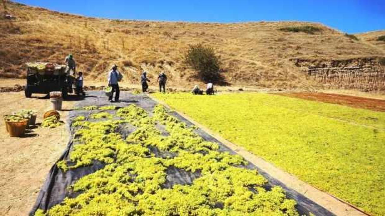 Yaş üzüme talep azaldı: Üreticiler kurutmaya yöneldi
