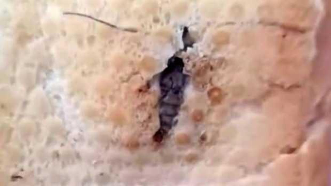 Yer: Şırnak! Ekmeğin i&ccedil;inden &ccedil;ıkan şoke etti