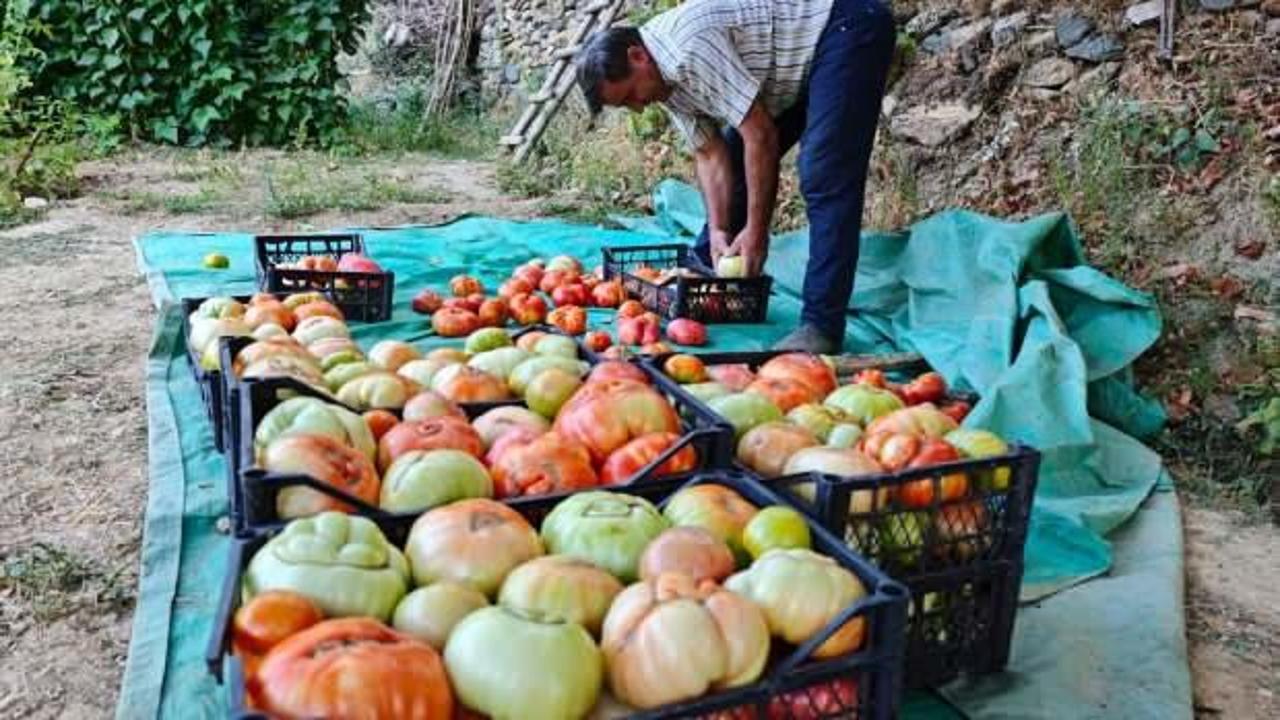 Ata tohumundan üretildi! Devasa domatesler bir kilogram geliyor