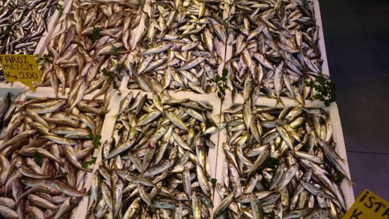 Balık&ccedil;ı palamuttan umudunu kesti, hamsi ve istavrit ile teselli buluyor