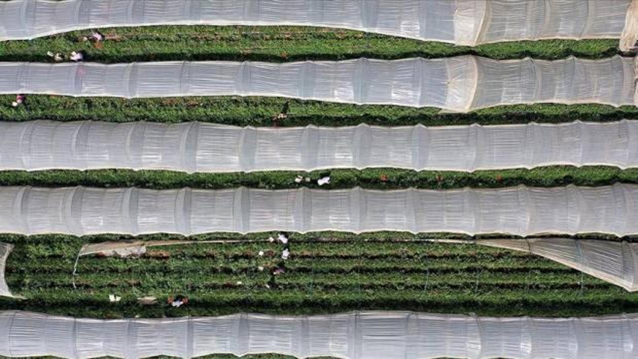 Bitkisel &uuml;retimde 2025-2027'de yapılacak yeni desteklemelerin detayları belli oldu