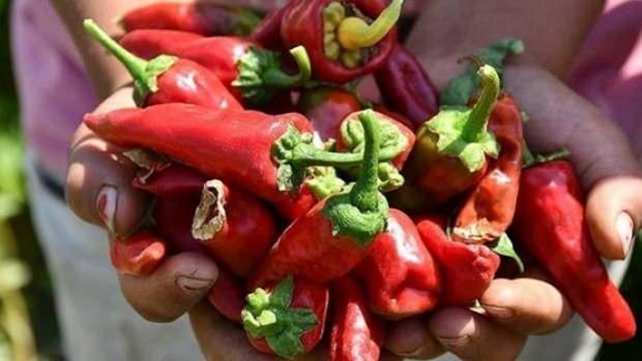Coğrafi işaret tescilli Maraş biberinde hasat başladı