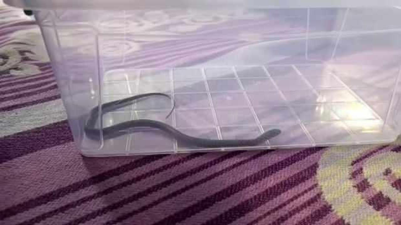 Diyarbakır'da panik anlar! Çocuk odasına yılan girdi