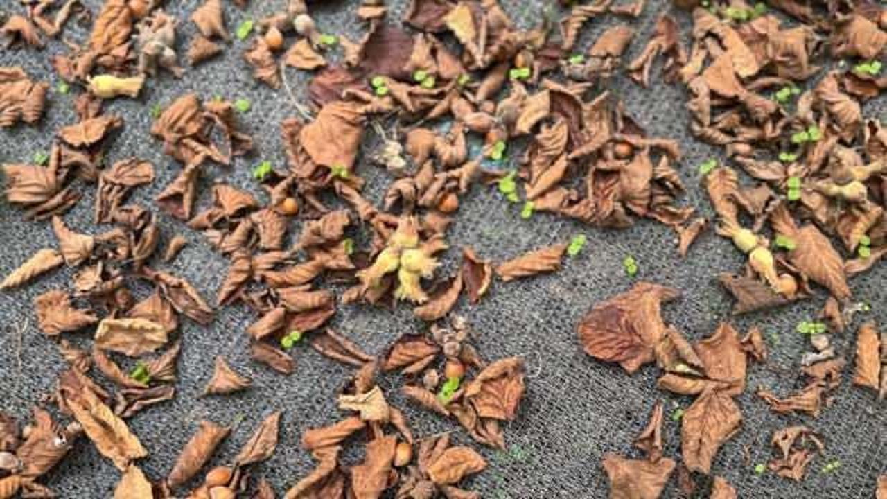 File &ouml;rt&uuml;yle yapılan fındık hasadı &uuml;reticinin y&uuml;k&uuml;n&uuml; hafifletiyor